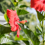 Il Ruolo dei Geni Femminili e Maschili nella Guida del Tubo Pollinico nelle Piante da Fiore